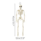 Small Skeletons Decoration Full Body Posable Join