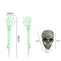 Skull & Skeletons