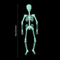 Scary Luminous Hanging Skeleton
