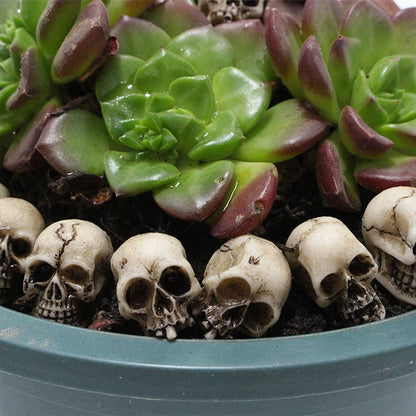 Skull Head Sculptures Collectable