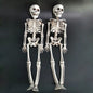40cm Posable Skeleton Human Shape Bones