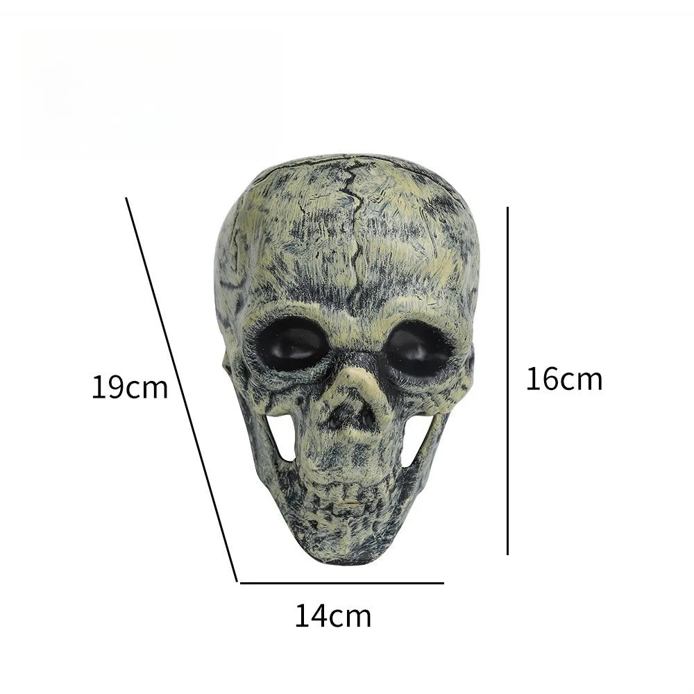 Skull & Skeletons
