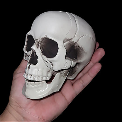 Realistic Plastic Skull