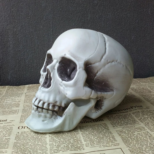 Realistic Plastic Skull