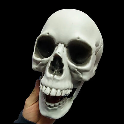 Realistic Plastic Skull