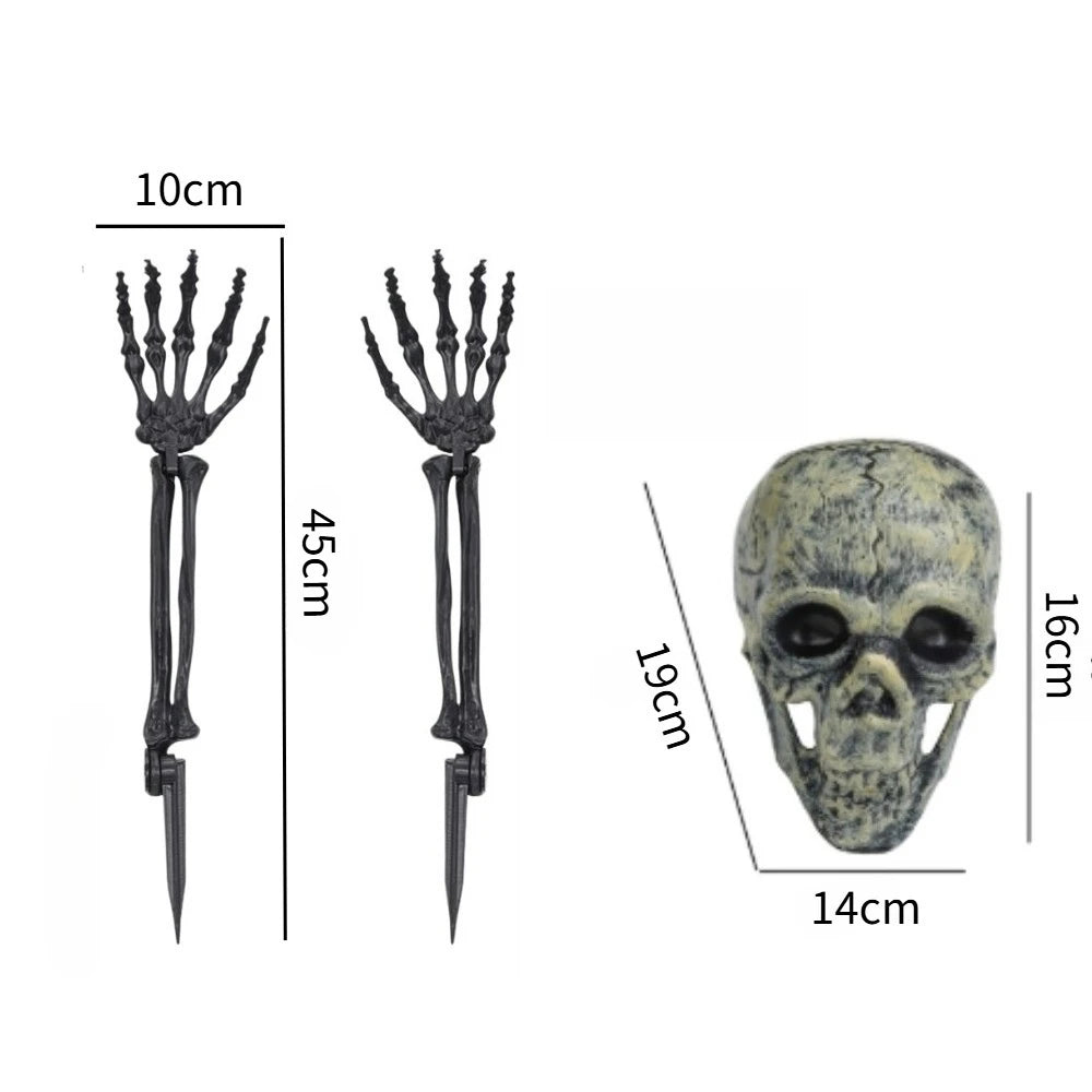 Skull & Skeletons