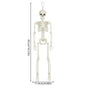 1-3Pcs Halloween Posable Skull