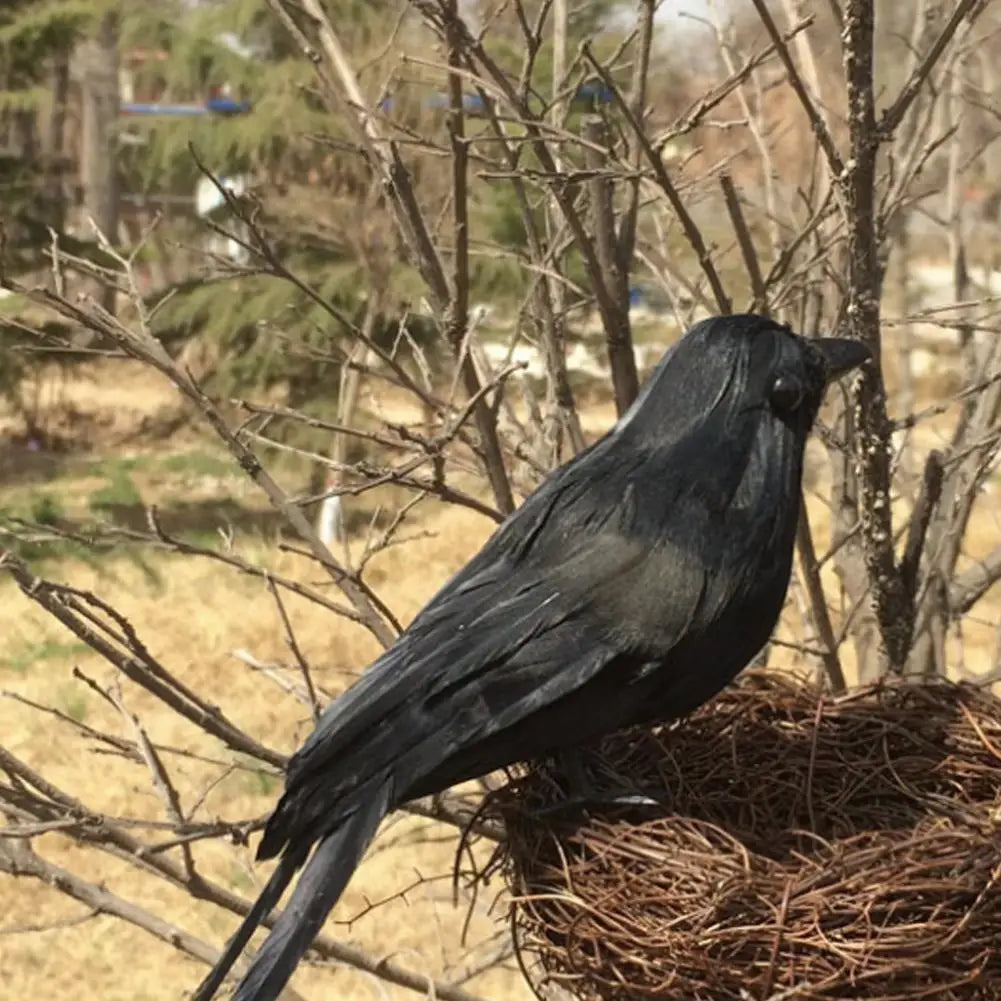 Black Crow Raven Bird