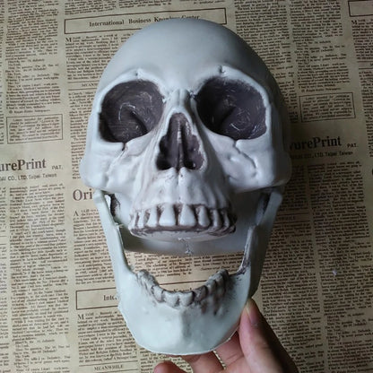 Realistic Plastic Skull