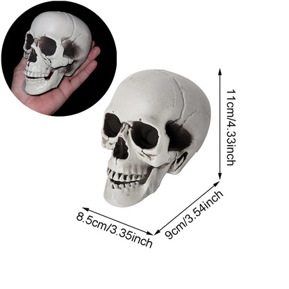 Realistic Plastic Skull