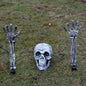 Skull & Skeletons