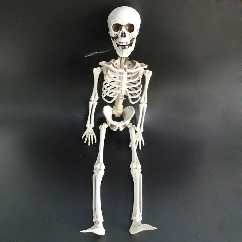 40cm Posable Skeleton Human Shape Bones