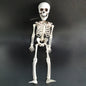 40cm Posable Skeleton Human Shape Bones