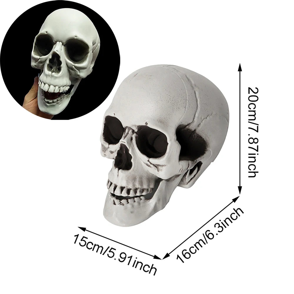 Realistic Plastic Skull