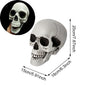 Realistic Plastic Skull