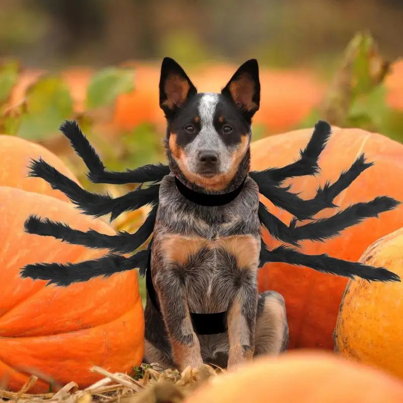 Pet Spider Costume for Pets