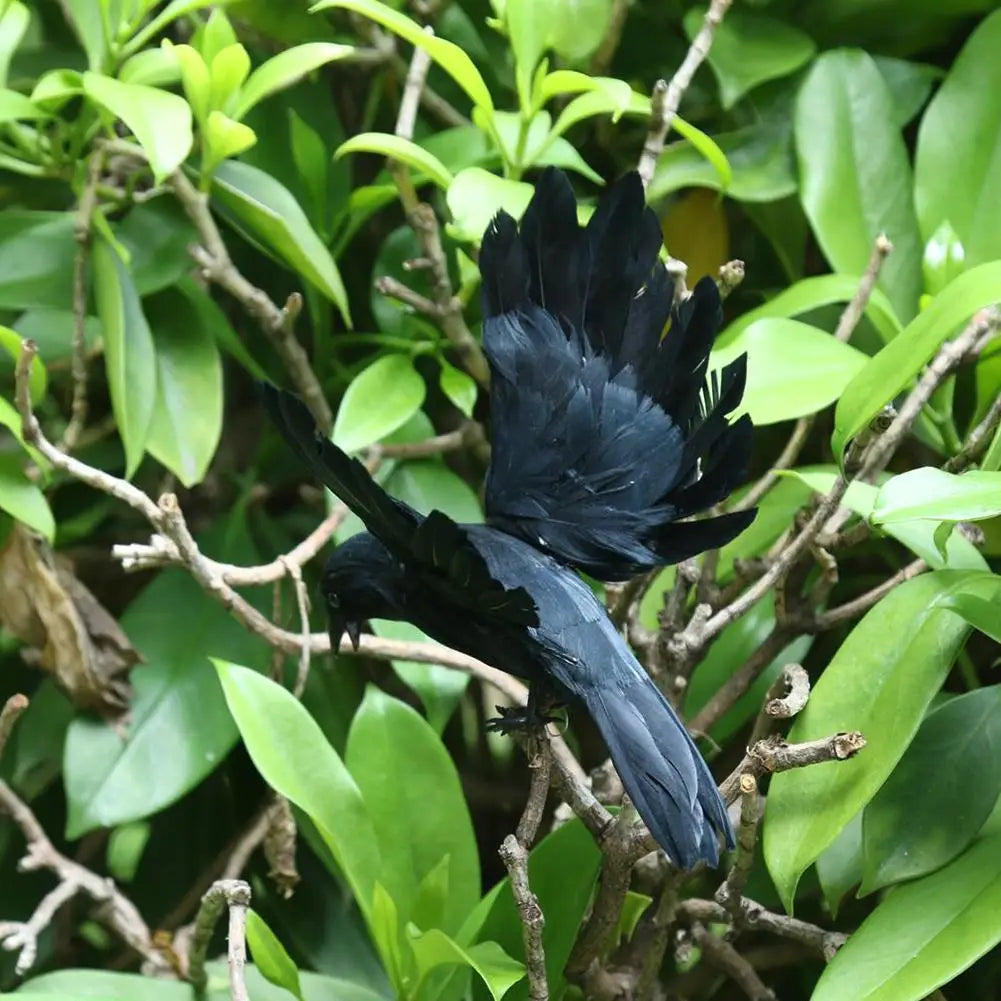 Black Crow Raven Bird